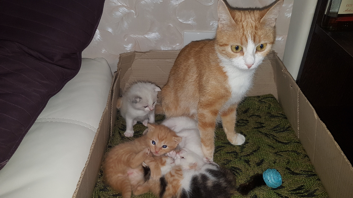 Лиса лучшая мама кошка🥰