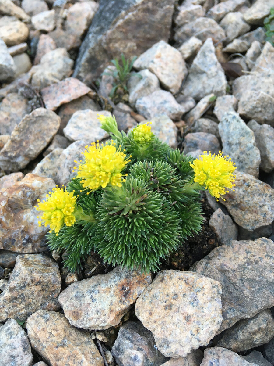 Камнеломка можжевелолистная (S. juniperifolia)