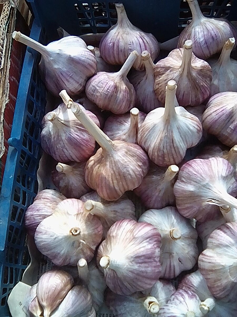 Мой урожай чеснока. 