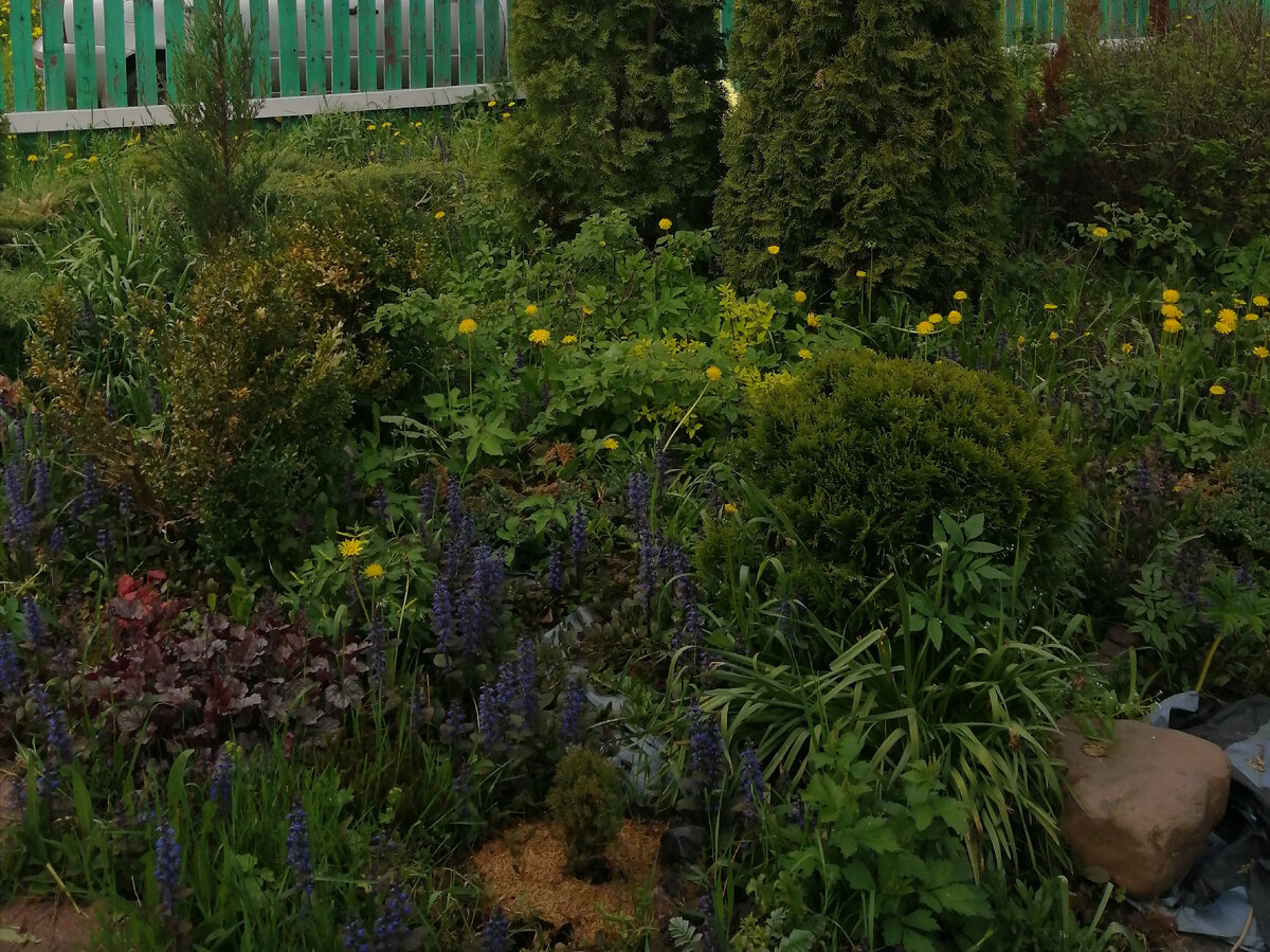 Клумба с хвойными растениями сейчас.