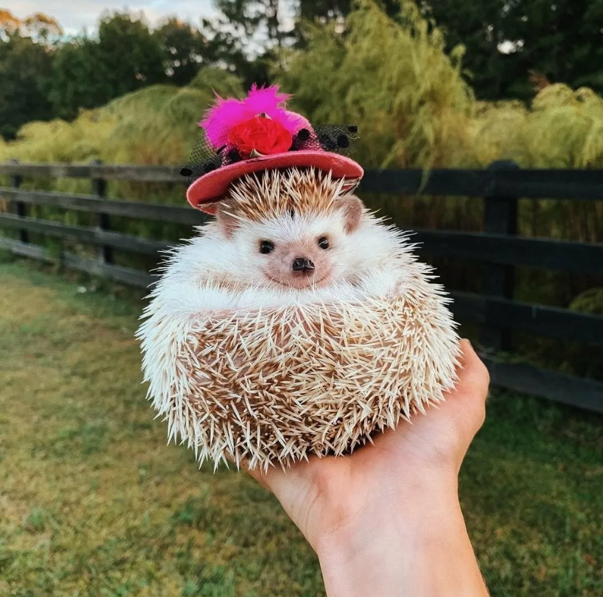 👒 Элегантный ёжик 🦔