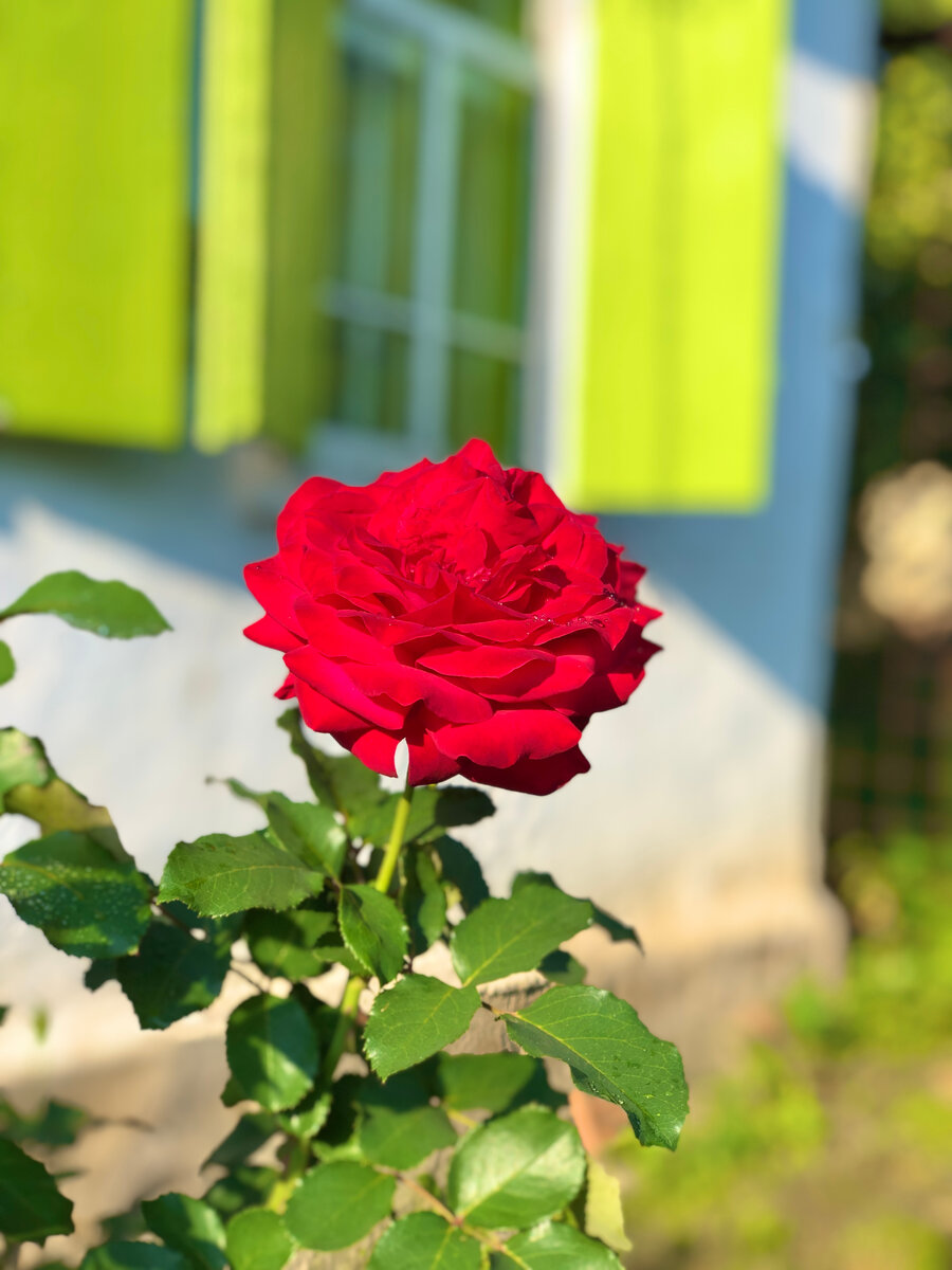 Наш самый красивый куст роз