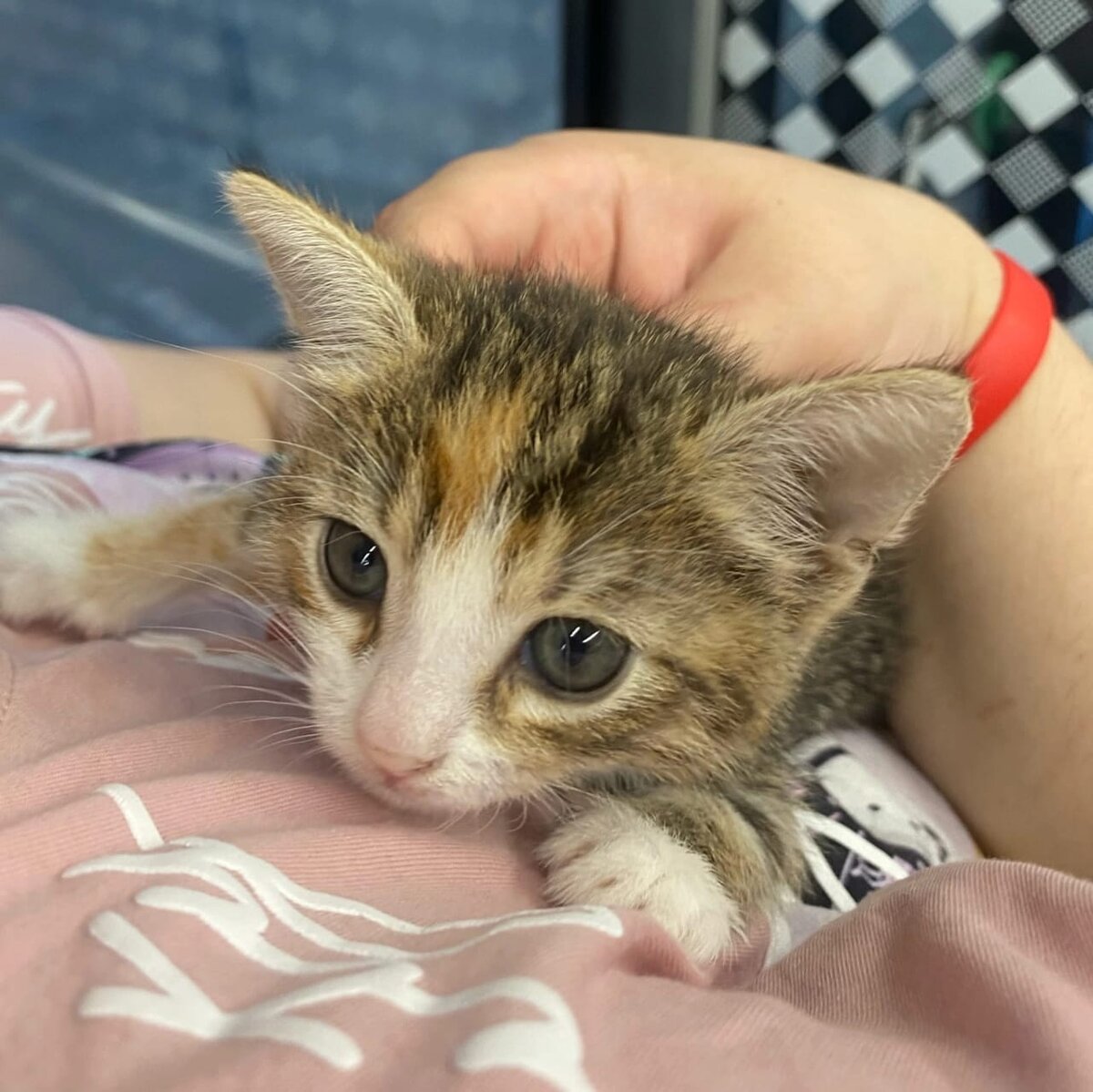 Геша. Личные фото