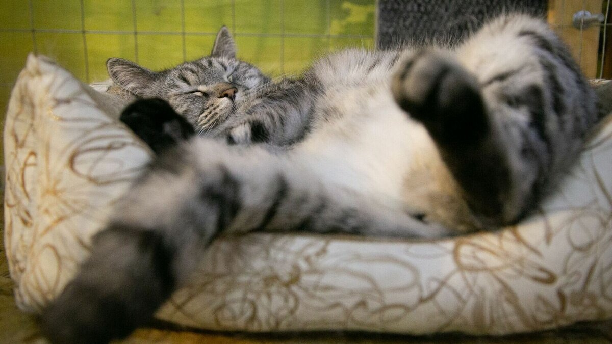     Несколько дней назад из магазина в поселке Южный украли кота, который был всеобщим любимцем.