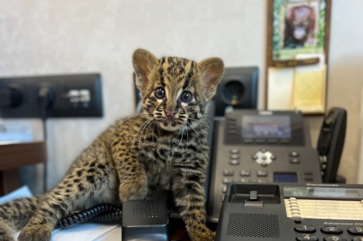    В зоопарке в Новосибирске родился первый в России мраморный котенок