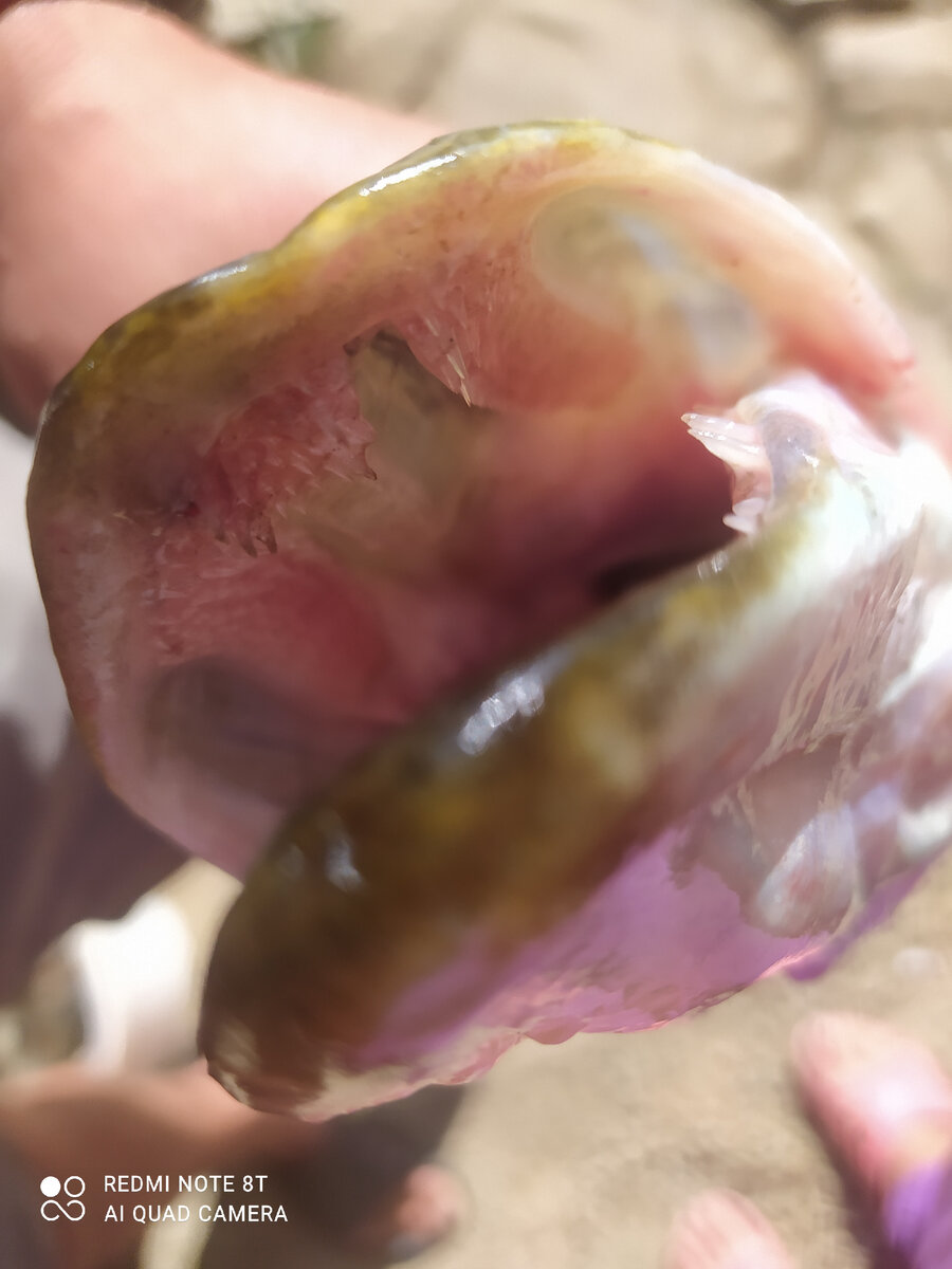 Поражаюсь всё таки огромному количеству зубов у хищных рыб... 