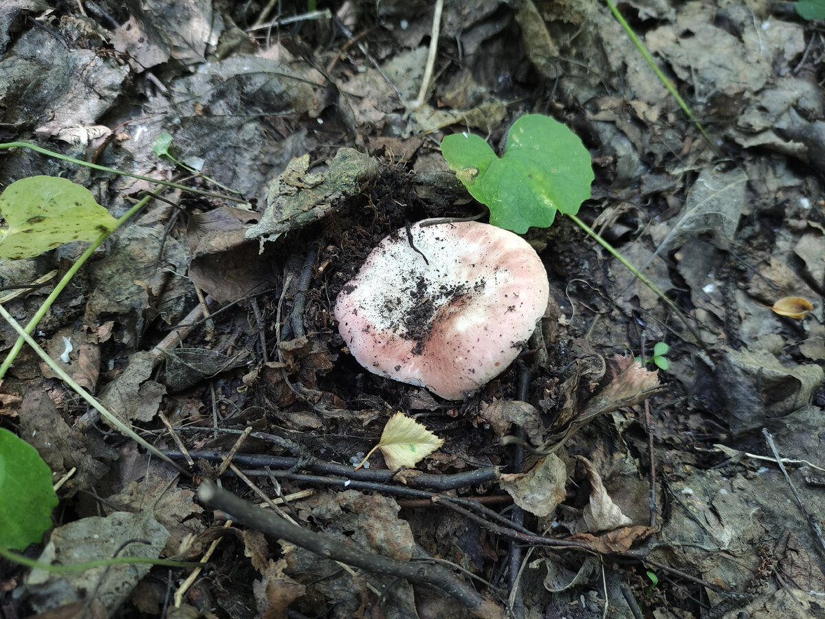 Я всё надеюсь, что эта - пищевая