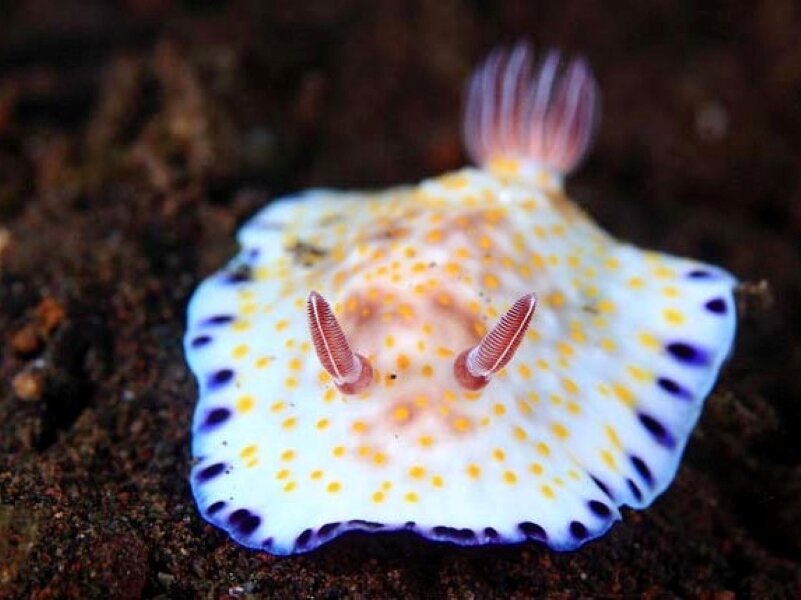 Chromodoris Alius. Фото с сайта https://www.erdekesvilag.hu/