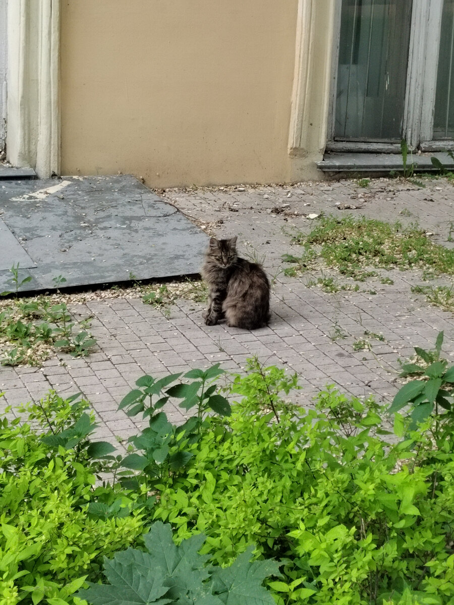 Это не уличный кот...не трогайте его, пожалуйста!