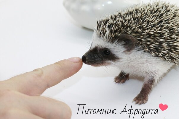 Фото питомника "Афродита"