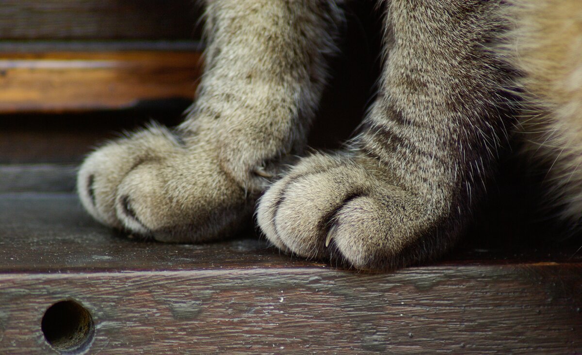 Источник: https://get.pxhere.com/photo/fur-cat-mammal-material-textile-claws-legs-fur-clothing-897820.jpg