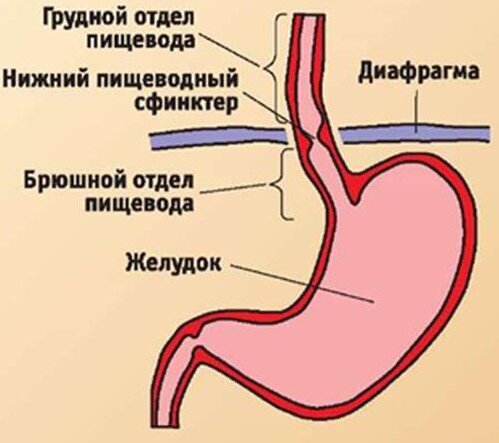 Где находится пищевод и желудок фото