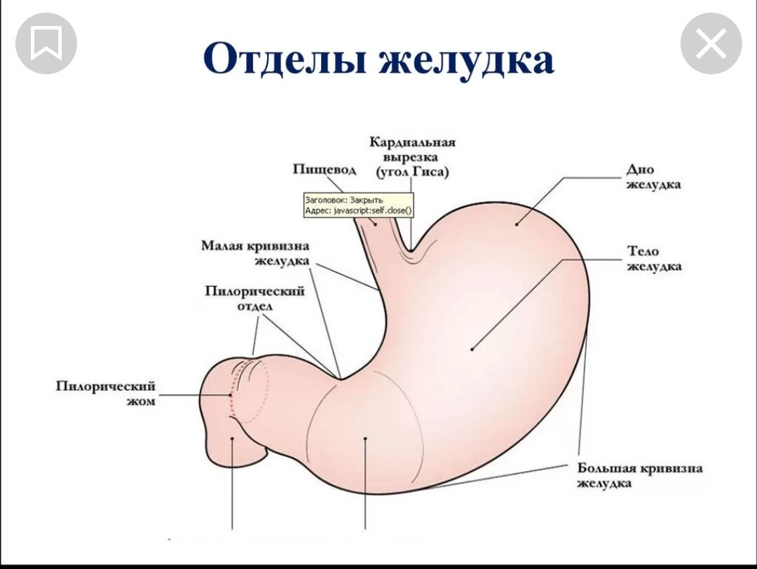 Пилорический желудок. Строение желудка антральный отдел. Препилоричный отдел желудка. Антральный и препилорический отделы желудка. Строение желудка топографическая анатомия.