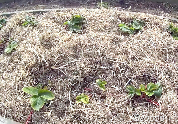 Клубника в мульче