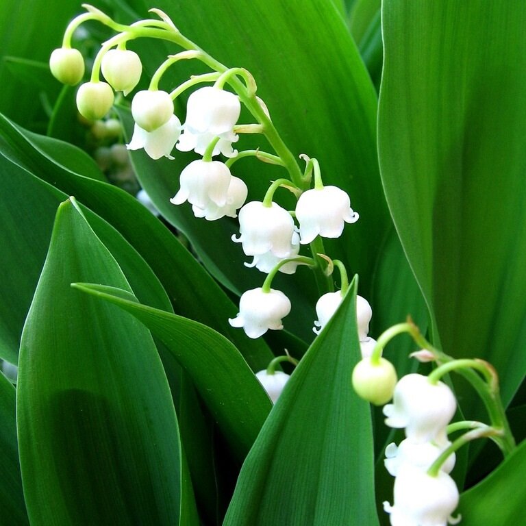 Фото из интернета