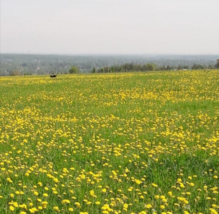 Море одуванчиков цвели в наших окрестностях. 