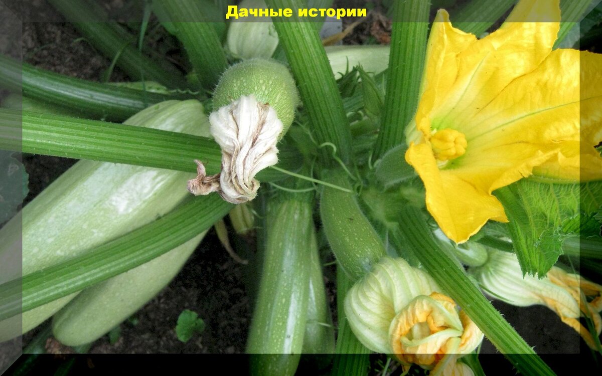 https://vk.com/photo-159774511_456241889