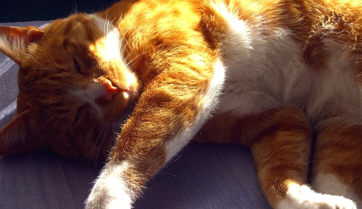 Какая зависимость между сном и перееданием? Самая непосредственная, если верить современным исследованиям. К вопросу нарушения обмена веществ в результате сокращения времени сна в Чикагском университете подошли со всей серьезностью. И вот что выяснилось.