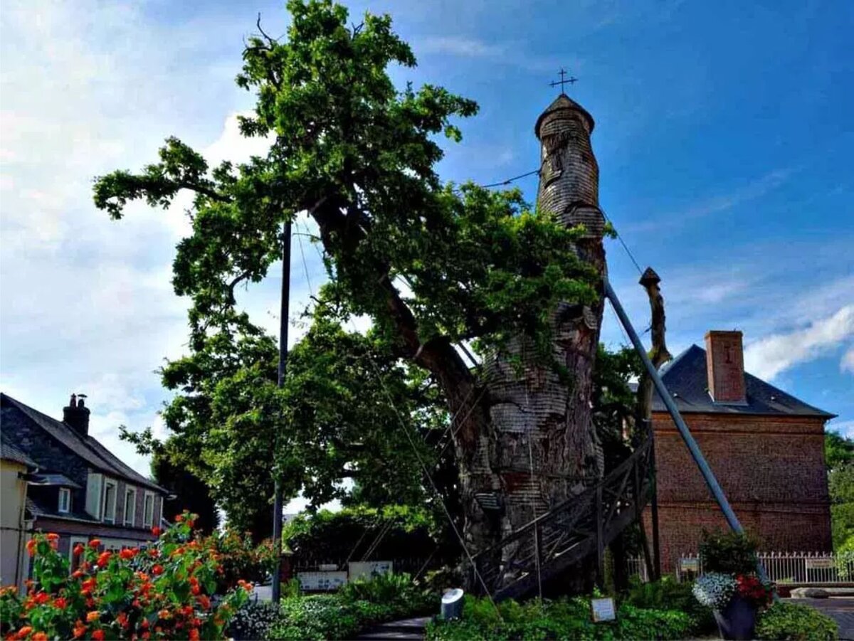 Источник фото: http://arborscapesllc.com/category/tree-of-the-month/