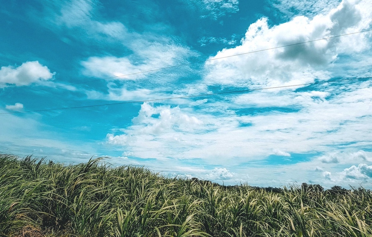 Однажды головокружение, рожденное пробками Москвы, досадным возгласом копирайтера, получившего задание написать «вкусный» текст и дворником, убирающим мусор и бывшим в душе эко-активистом, почувствовало себя одиноким. 