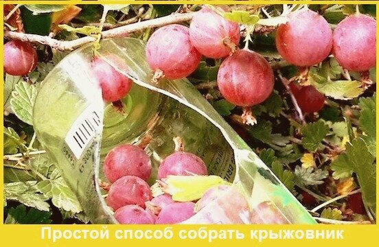 Бутылка для воды «Frutti», с контейнером для ягод и фруктов, 700 мл