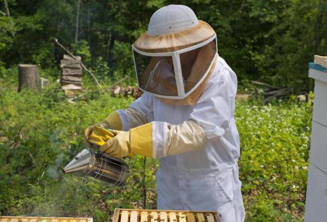 Только не черный. И другие факты про костюм пчеловода и инвентарь | Пчелиное дело | Дзен