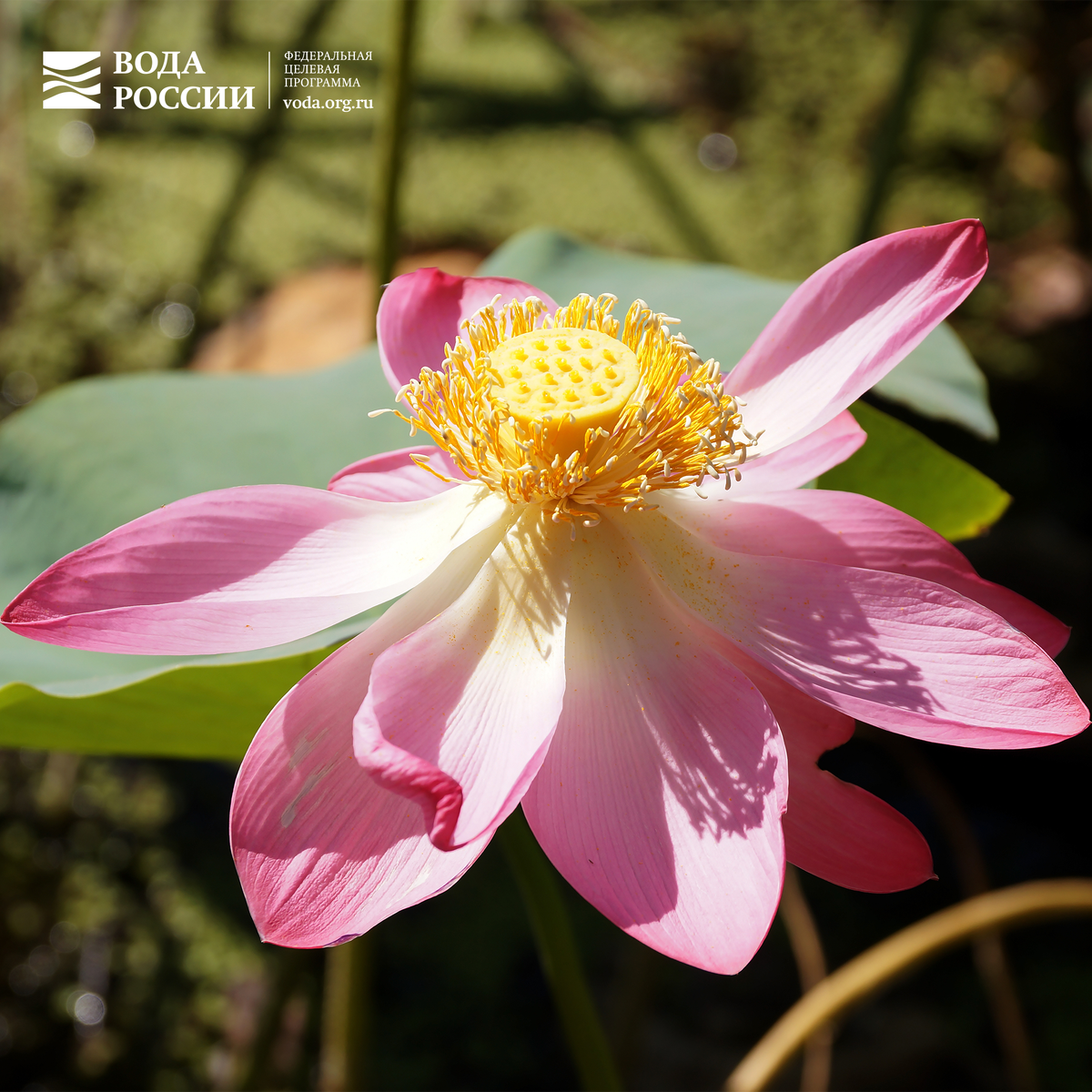 voda.org.ru/water.russia