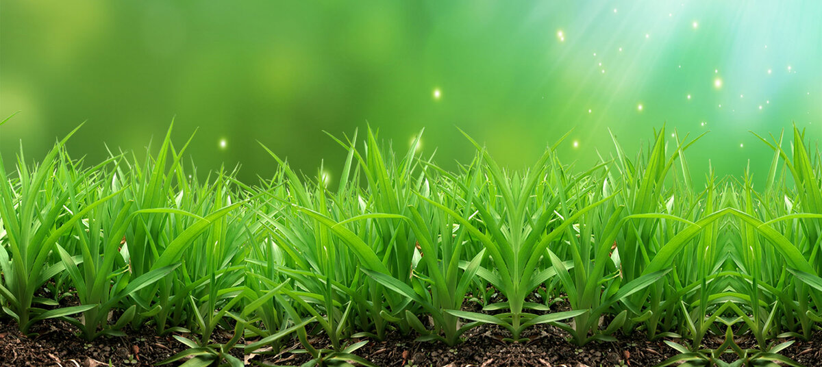Сидераты являются по-настоящему зелёными удобрениями.  Они служат для оздоровления почвы и создания благоприятных условий для роста и развития нашего будущего урожая.