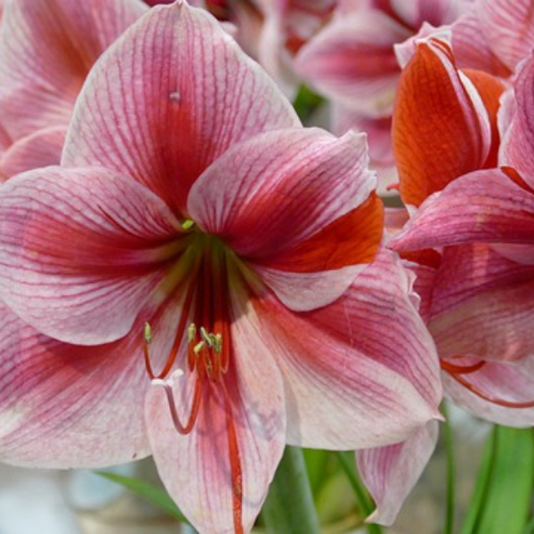 https://pixabay.com/photos/flower-amaryllis-nature-plant-3067926