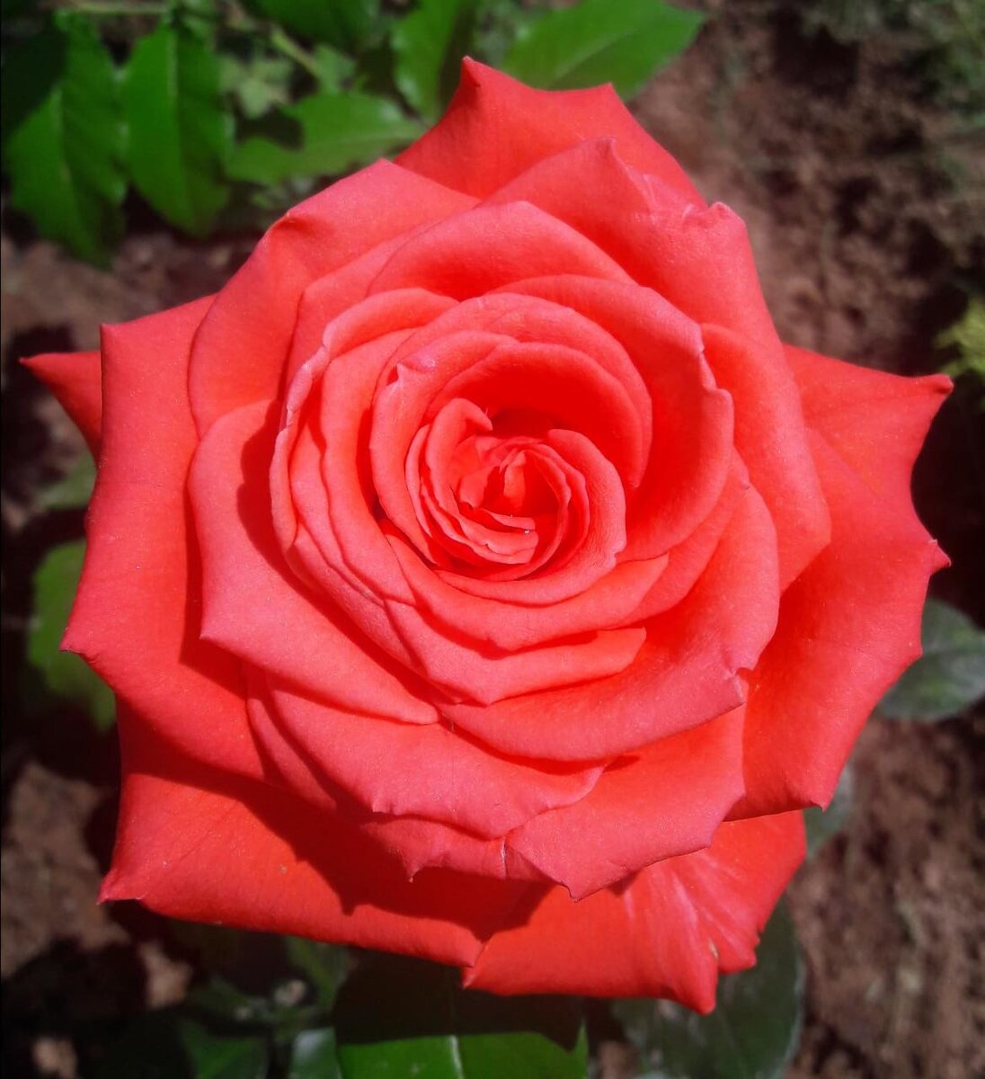 Супер Стар. Чайно-гибридная роза.