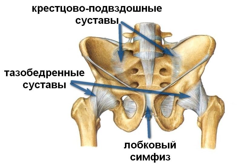 Где находится крестец у человека и почему болит: фото