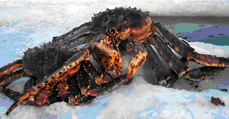 Фото пришлось стащить из сайта murmansk.kp.ru