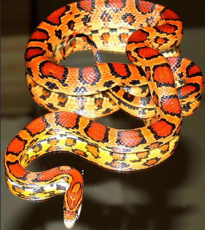 фото animalreader.ru/maisovyiy-poloz-a-pod-kakim-nazvaniem-znaete-ego-vyi.html