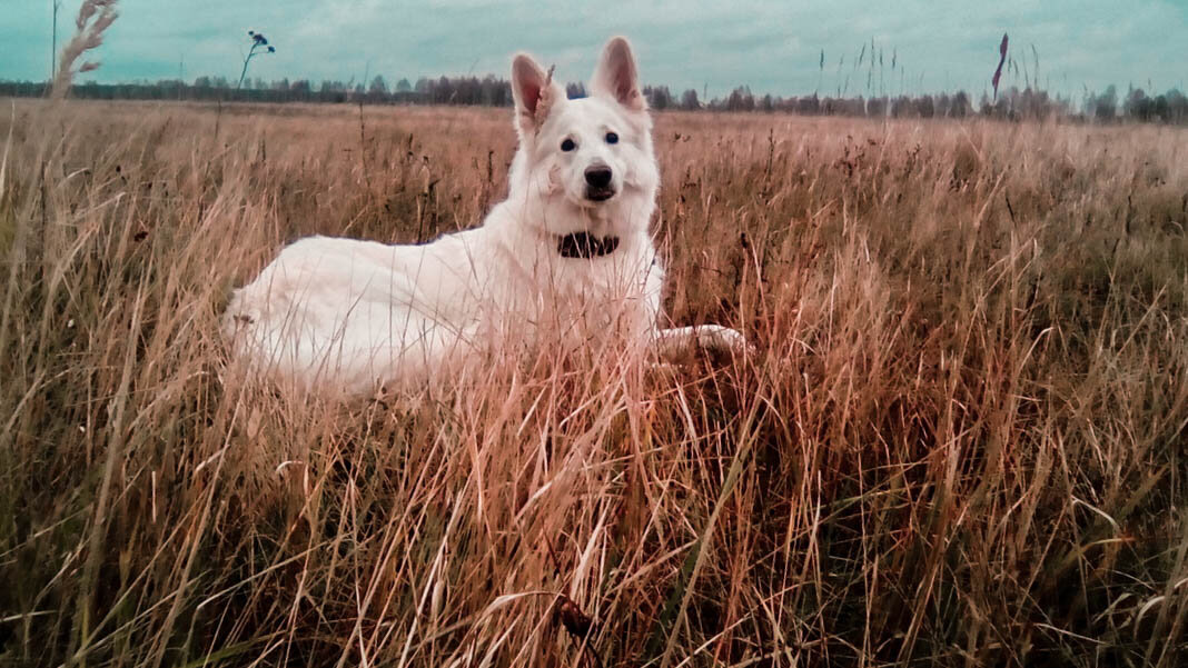 устроили с Линдой маленькую ноябрьскую фотосессию!