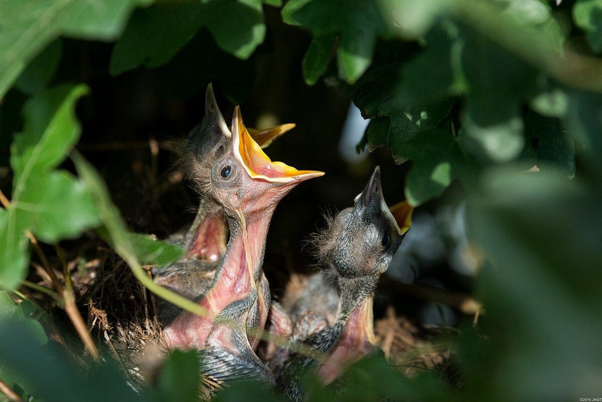 Птенцы в гнезде рисунок - 54 фото
