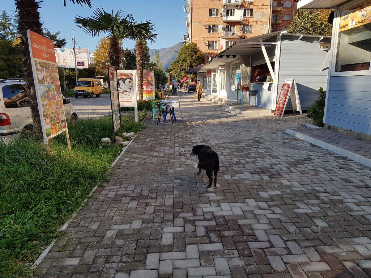 По городу они тоже спокойно разгуливают.