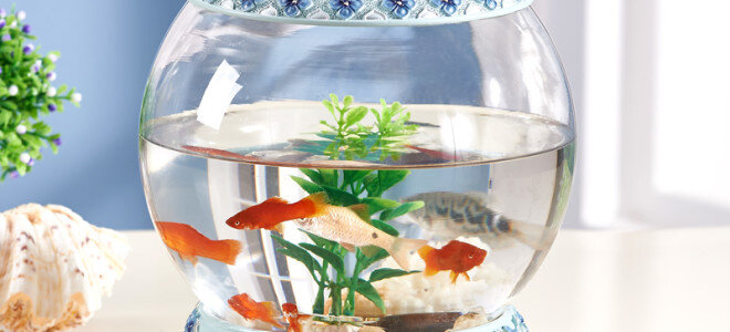 Архивы Рыбки аквариумные: забота о домашних животных