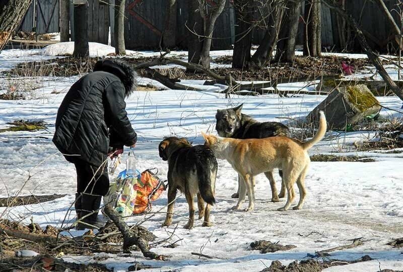 Кормление бродячих собак. Изображение из ЯндексКартинки