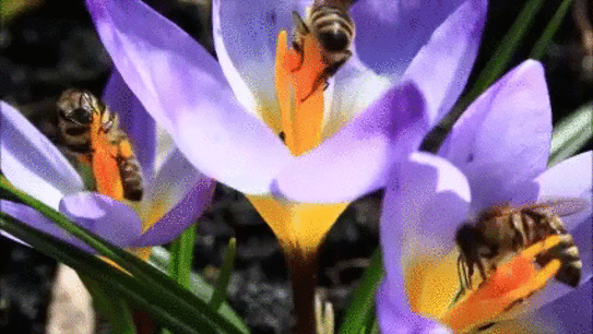 Пчёлы на цветках крокуса