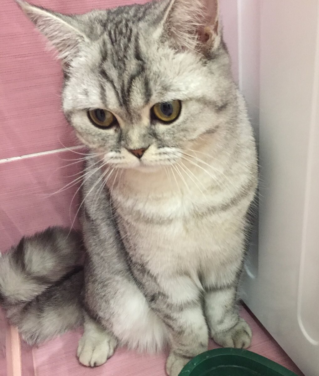 Знакомьтесь, кошка Ася