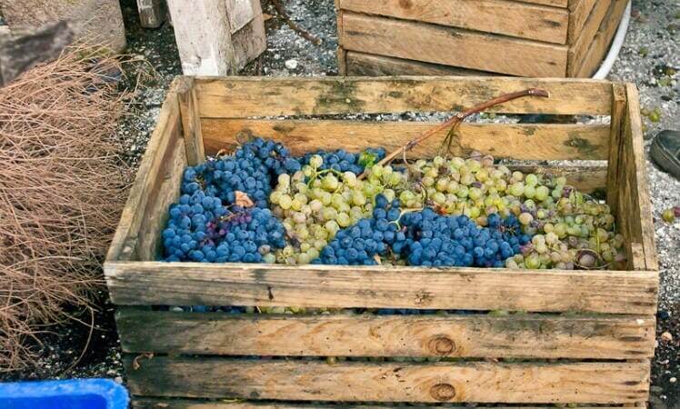 Виноград: белый и красный