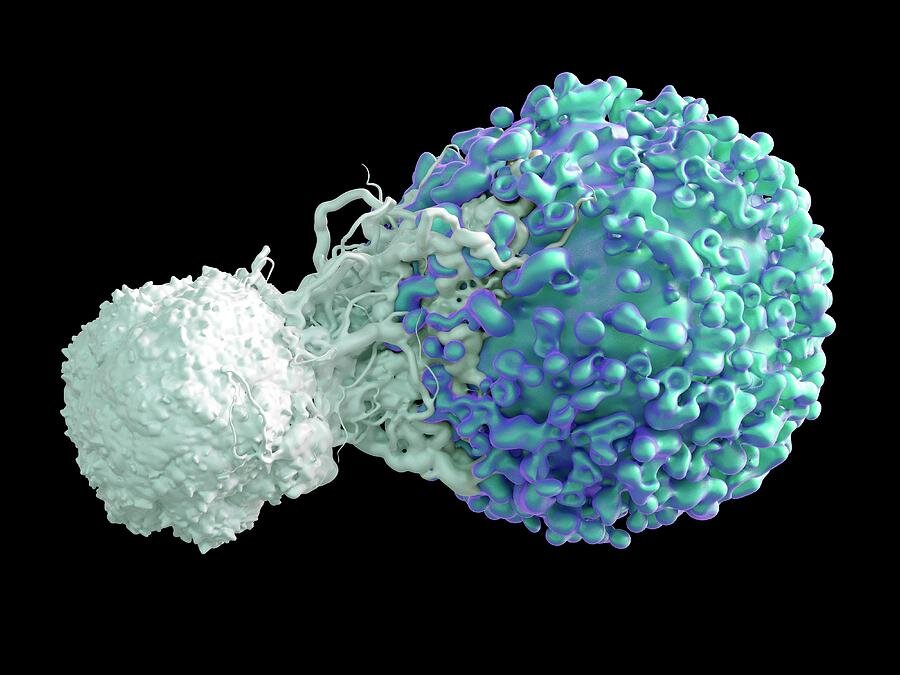 Т клетки в организме. Натуральные киллеры (NK-клетки). Естественные киллеры это т лимфоциты. NK клетки иммунология. Лимфоциты натуральные киллеры.