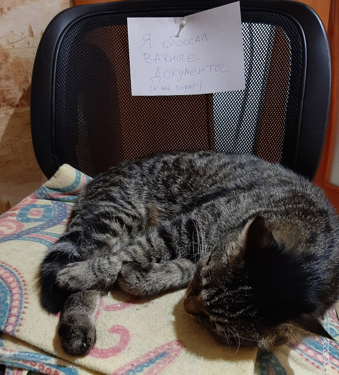 Котику нассать, что это был счёт за аренду, который надо было срочно оплатить..