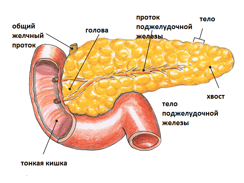 Липоматоз поджелудочной железы. Поджелудочная железа у женщин. Вода в поджелудочной железе