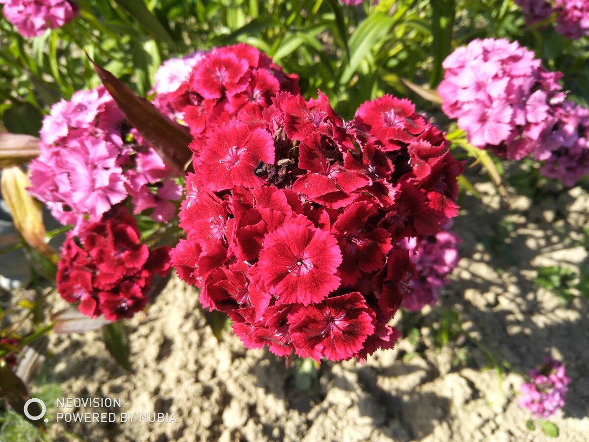 Темнокрасная - моя любимая.