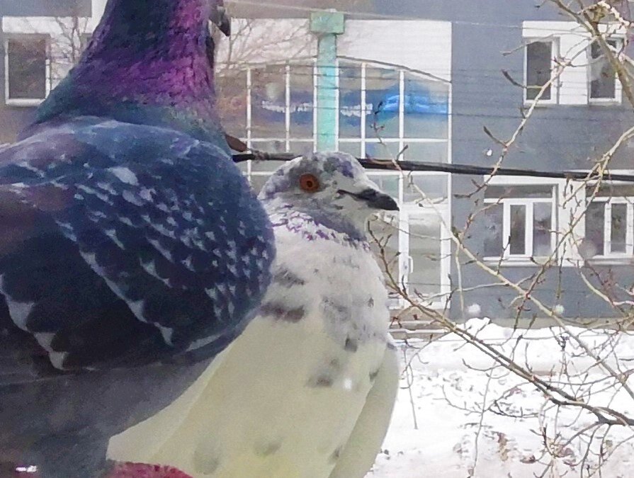 Испуганное выражение в момент нападение, глаза полные ужаса.