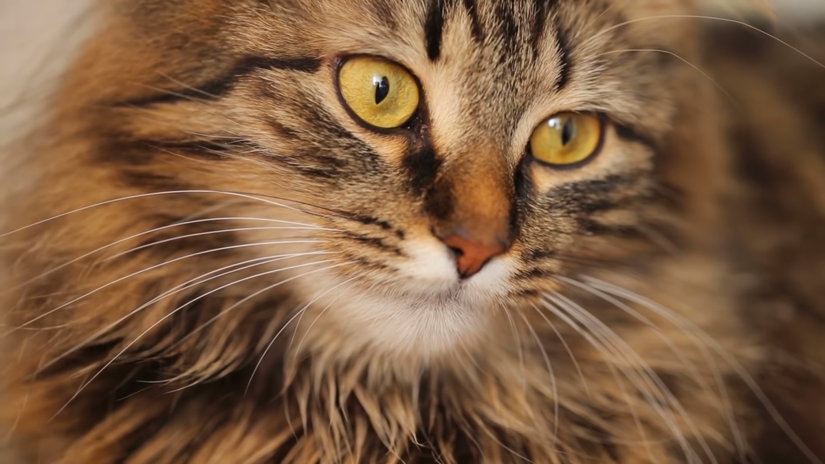 Особенности поведения кошек, язык тела кошек, почему кошки мурлыкают