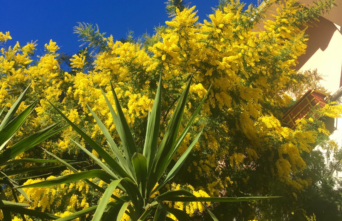 Фото: Piano Piano (в Италии весна уже почти наступила)