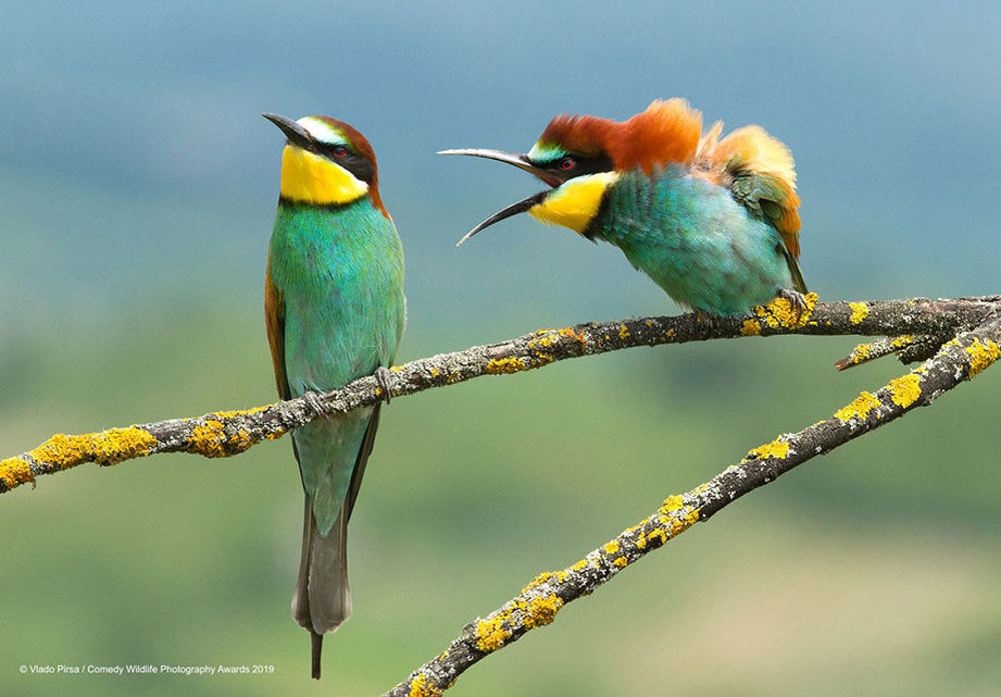 
© Vlado-Pirsa «Семейные разногласия» | Comedy Wildlife Photography Awards 2019