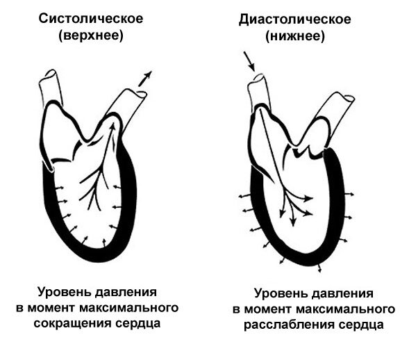 Абсолютной нормой артериального давления взрослого человека считается показатель 120/80 мм рт. ст.